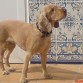 sire con el pelo cortito en verano